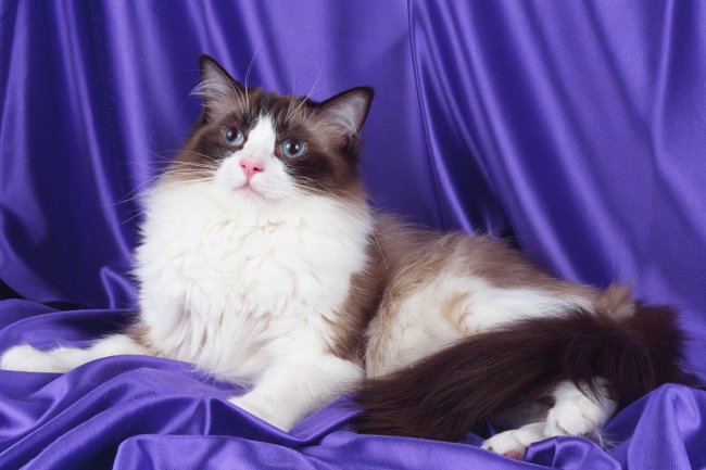 Rase de pisici: ragdoll