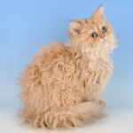 Rase de pisici: Selkirk rex Rase de pisici: Selkirk rex