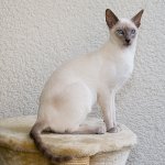 Rase de pisici: pisica siameza Rase de pisici: pisica siameza