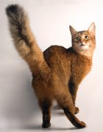 Cat rase: pisica somaleza