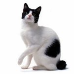Cat rase: bobtail japonez