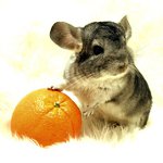 Rase de chinchilla