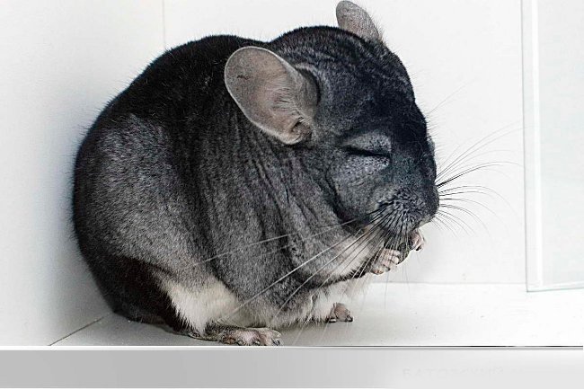 Rase de chinchilla