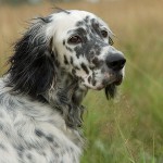 Câini de rasă: Setter Englez