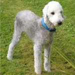 Rase de câini: bedlington terrier