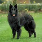 Câini de rasă: Belgian Shepherd Dog Grunendal Câini de rasă: Belgian Shepherd Dog Grunendal