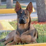 Rase de câini: Shepherd Belgian Malinois Rase de câini: Shepherd Belgian Malinois