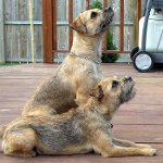 Rase de câini: terrier de frontieră