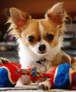 Rase de câini: chihuahua