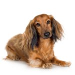 Câini de rasă: dachshund cu păr lung