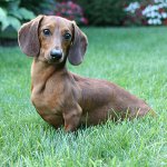 Câini de rasă: dachshund cu părul neted