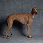 Rase de câini: Greyhound