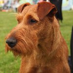 Câini de rasă: Terrierul irlandez Câini de rasă: Terrierul irlandez