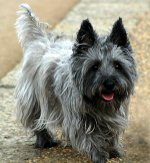 Rase de câini: terrier de bază