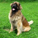 Câini de rasă: leonberger
