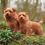 Rase de câini: Norfolk Terrier Rase de câini: Norfolk Terrier