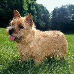 Rase de câini: Norwich Terrier Rase de câini: Norwich Terrier