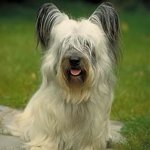 Câini de rasă: Skye Terrier Câini de rasă: Skye Terrier