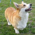 Rase de câini: welsh corgi pembroke