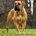 Rase de câini: Boerboel din Africa de Sud Rase de câini: Boerboel din Africa de Sud