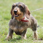 Rase de câini: dachshund grosier