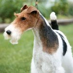 Câini de rasă: terrier de vulpe cu ochi gros Câini de rasă: terrier de vulpe cu ochi gros