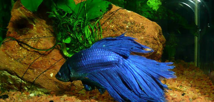 Cockfish: îngrijire, conținut, nutriție
