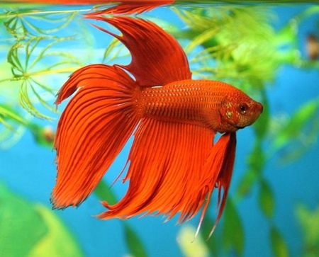 Cockfish: îngrijire, conținut, nutriție