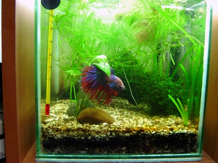 Cockfish: îngrijire, conținut, nutriție