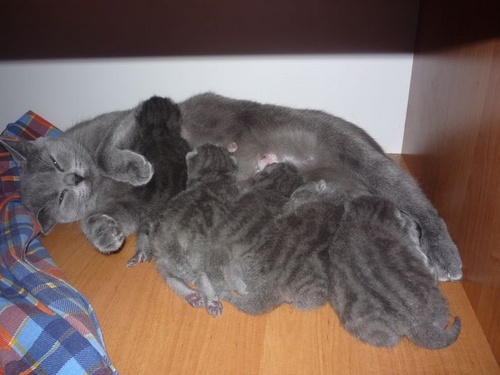 Nașterea la pisici