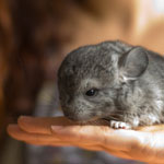 Cele mai frecvente boli ale chinchillas