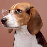 Cele mai inteligente rase de câini Cele mai inteligente rase de câini