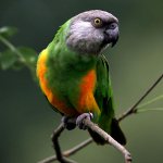 Papagalul senegal