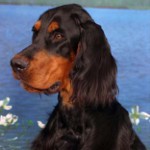 Setterul scoțian (Gordon Setter)