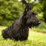 Scottish Terrier (Scottish Terrier)