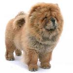 Chow Chow Dog: Caracteristici și îngrijire