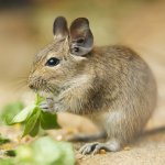 Conținutul degus Conținutul degus