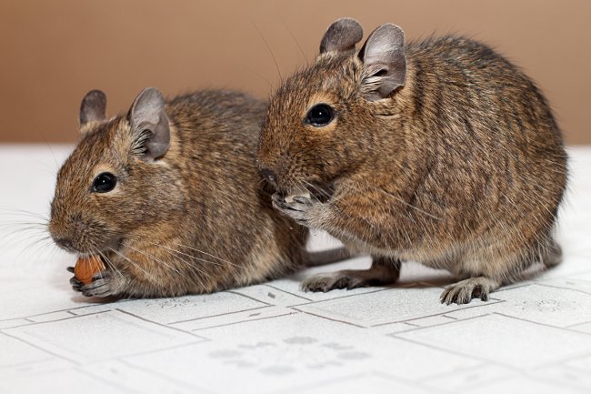 Conținutul degus