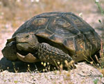 Turtă terestră