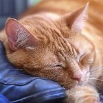 Toxoplasmoza la pisici