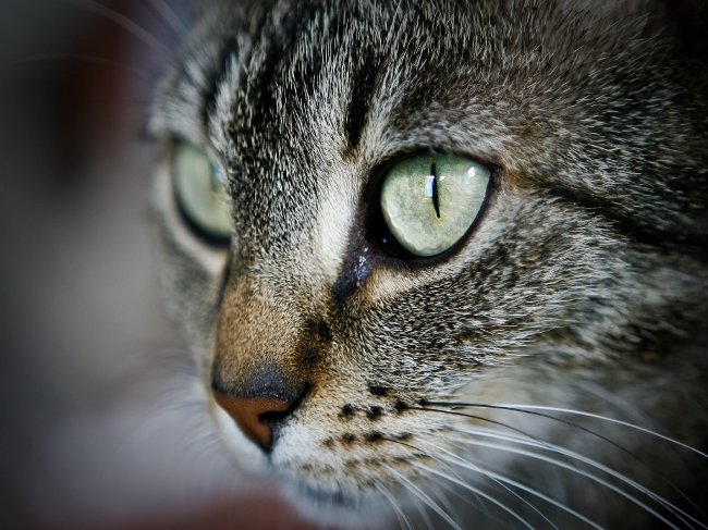Pisicile au ochi furiosi: ce sa faca