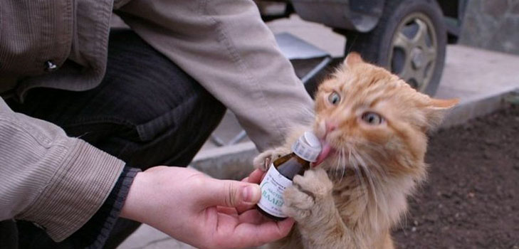 Valerian pentru pisici: pericolele cu care se confruntă proprietarul