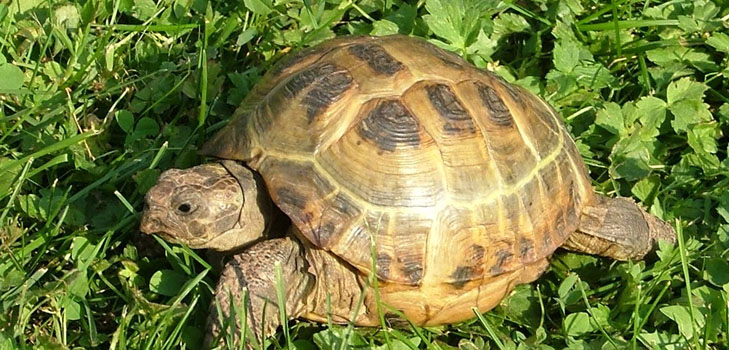 Tipuri de broaște țestoase: ce trebuie să vă amintiți înainte de a începe?
