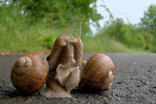 Melcul de struguri acasă: recomandări de îngrijire de bază