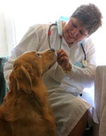 Vizitați medicul veterinar