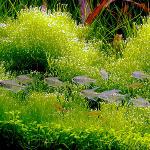 Moss Javanese în acvariu Moss Javanese în acvariu