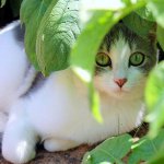 Turnul secolului într-un animal