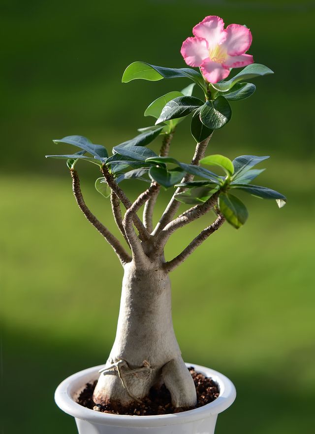 Adenium - îngrijire la domiciliu (fotografie, video). Cum să îngrijiți corespunzător pentru un adeniu de flori