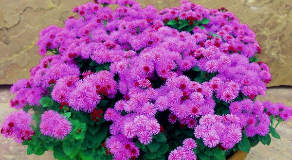 Ageratum: plantare și îngrijire. Soiuri populare