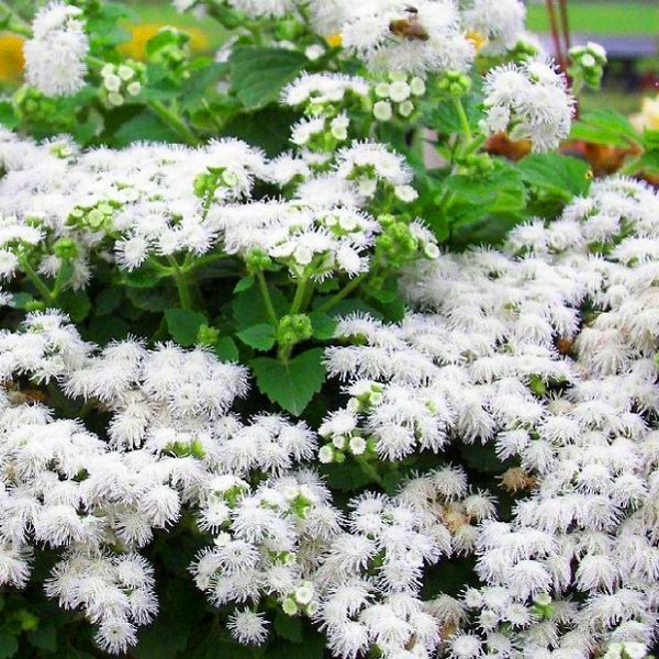 Ageratum: plantare și îngrijire. Soiuri populare